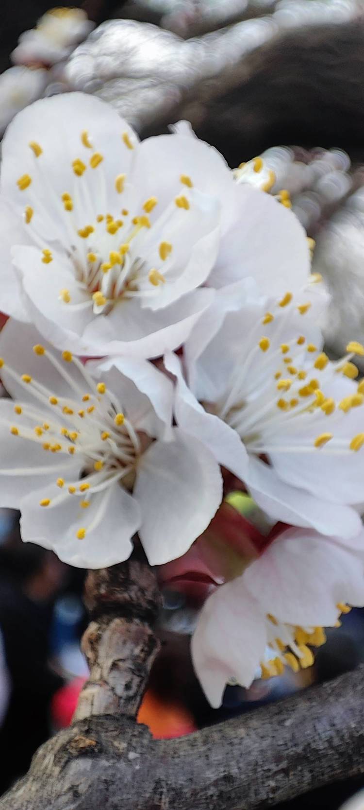 李须芮个人生活照5