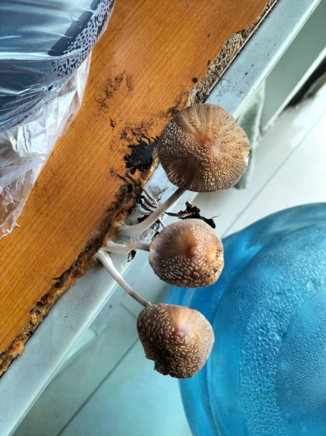 唐冠个人生活照1