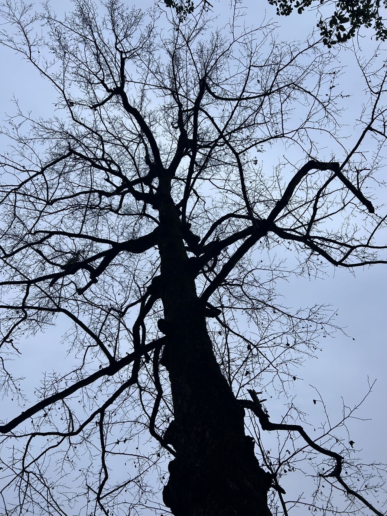 杨渺个人生活照1