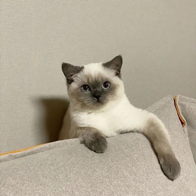 趙苜辰
