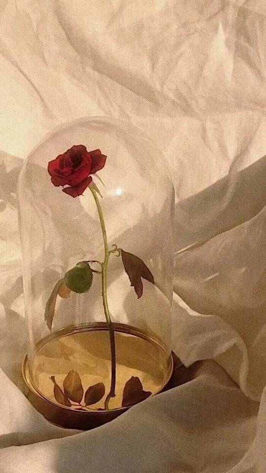 罗的头像