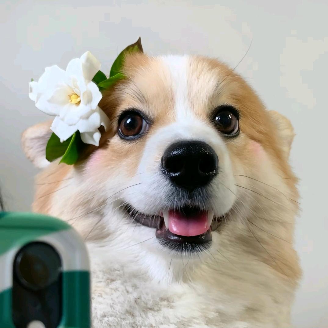 BIGCORGI的头像