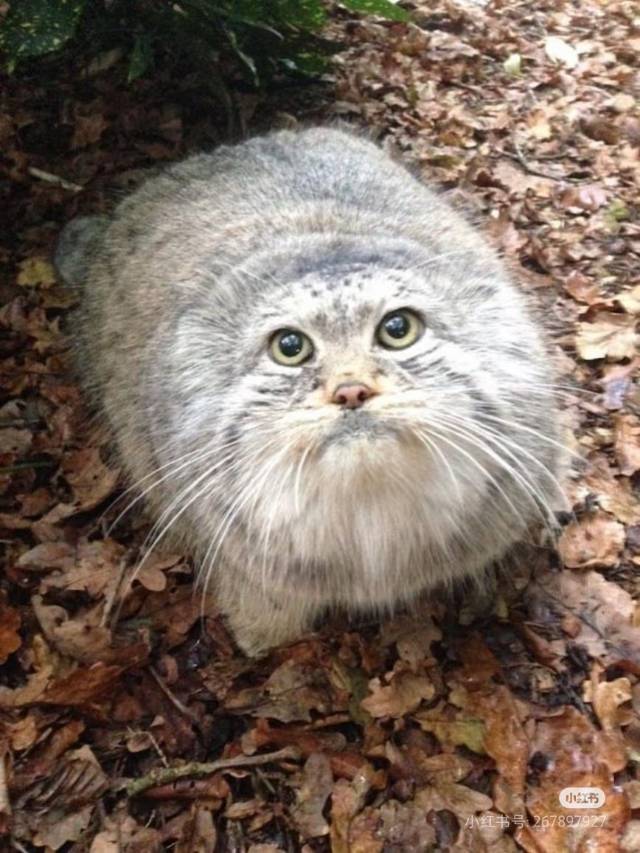 赵雅鹏
