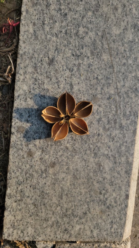 王颖的头像