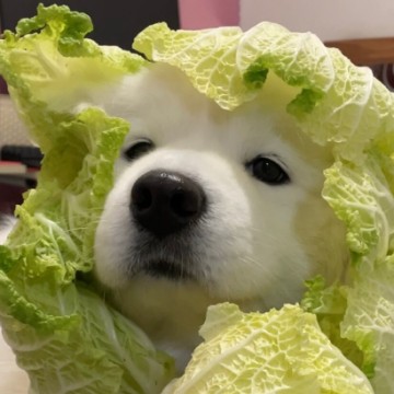 姜公博的头像
