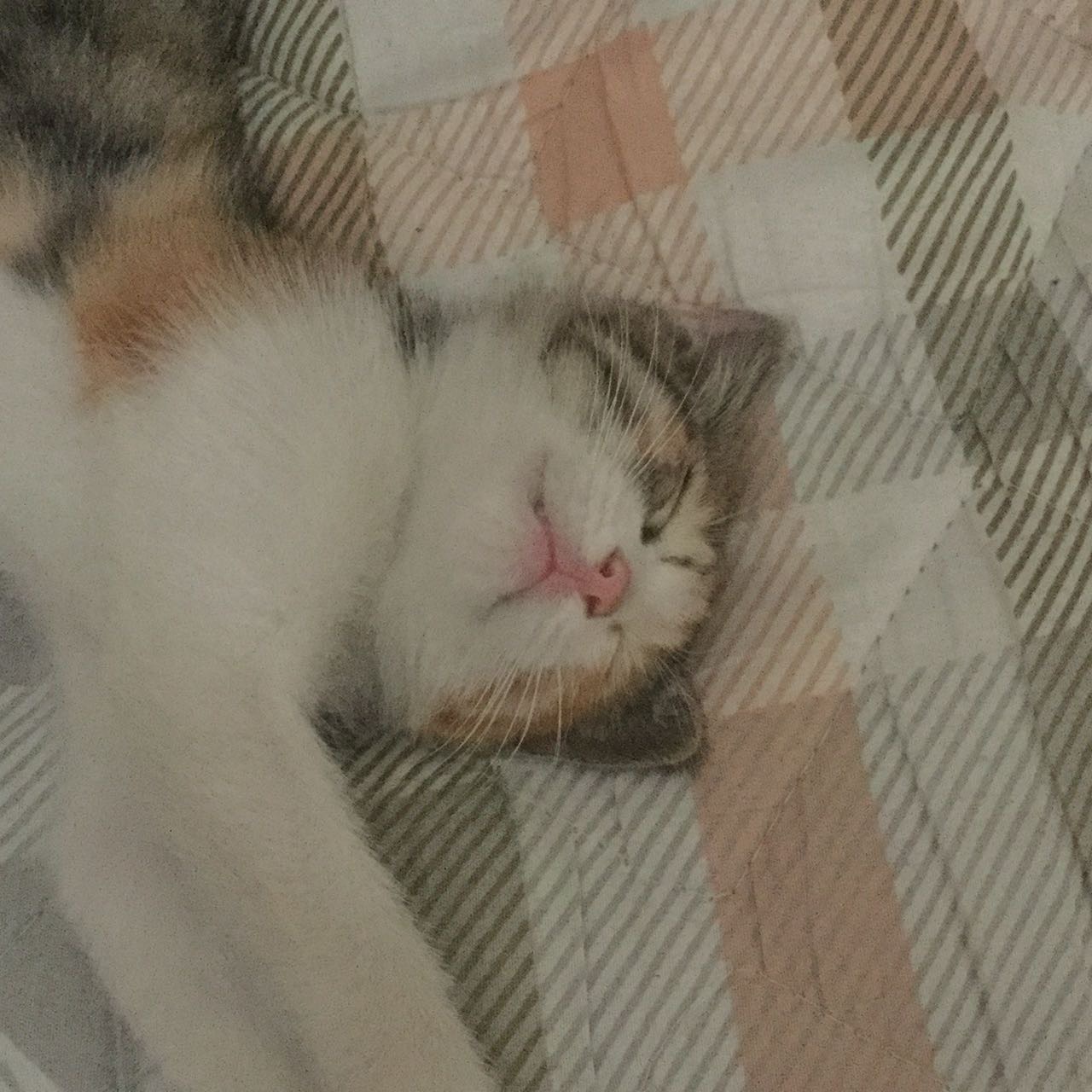 李婉玉的头像