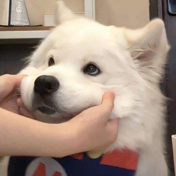牛莉的头像